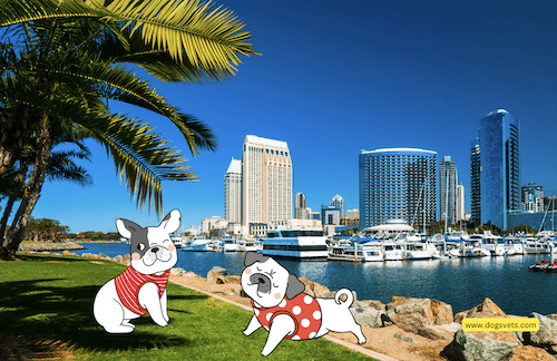 Dog-Friendly Vacation Destinations in San Diego, California